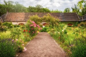 Pensioner card garden, roses, herbs